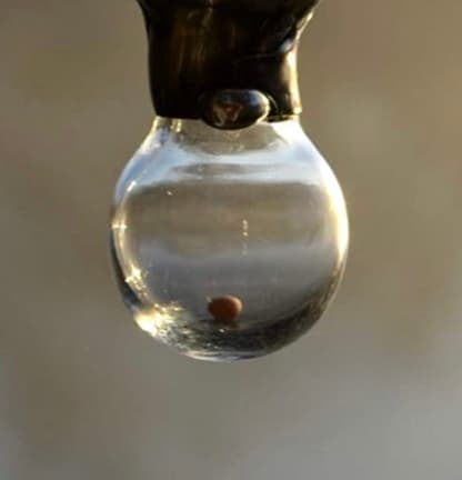 A mustard seed held in a clear glass orb