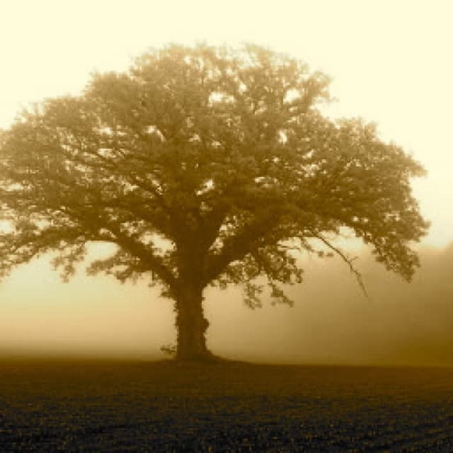 A lone tree standing in morning mist