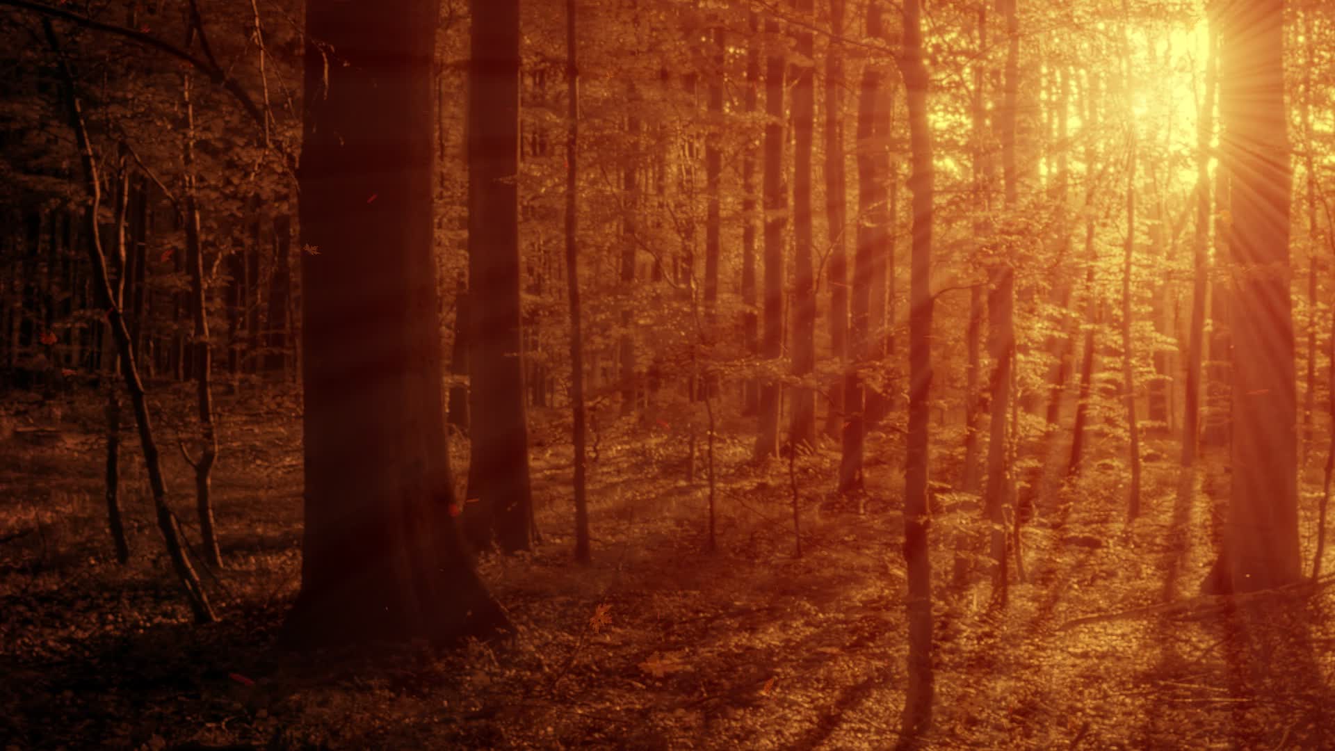 Sunlight streaming through a quiet forest