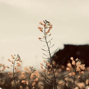 Mustard plants in soft morning light