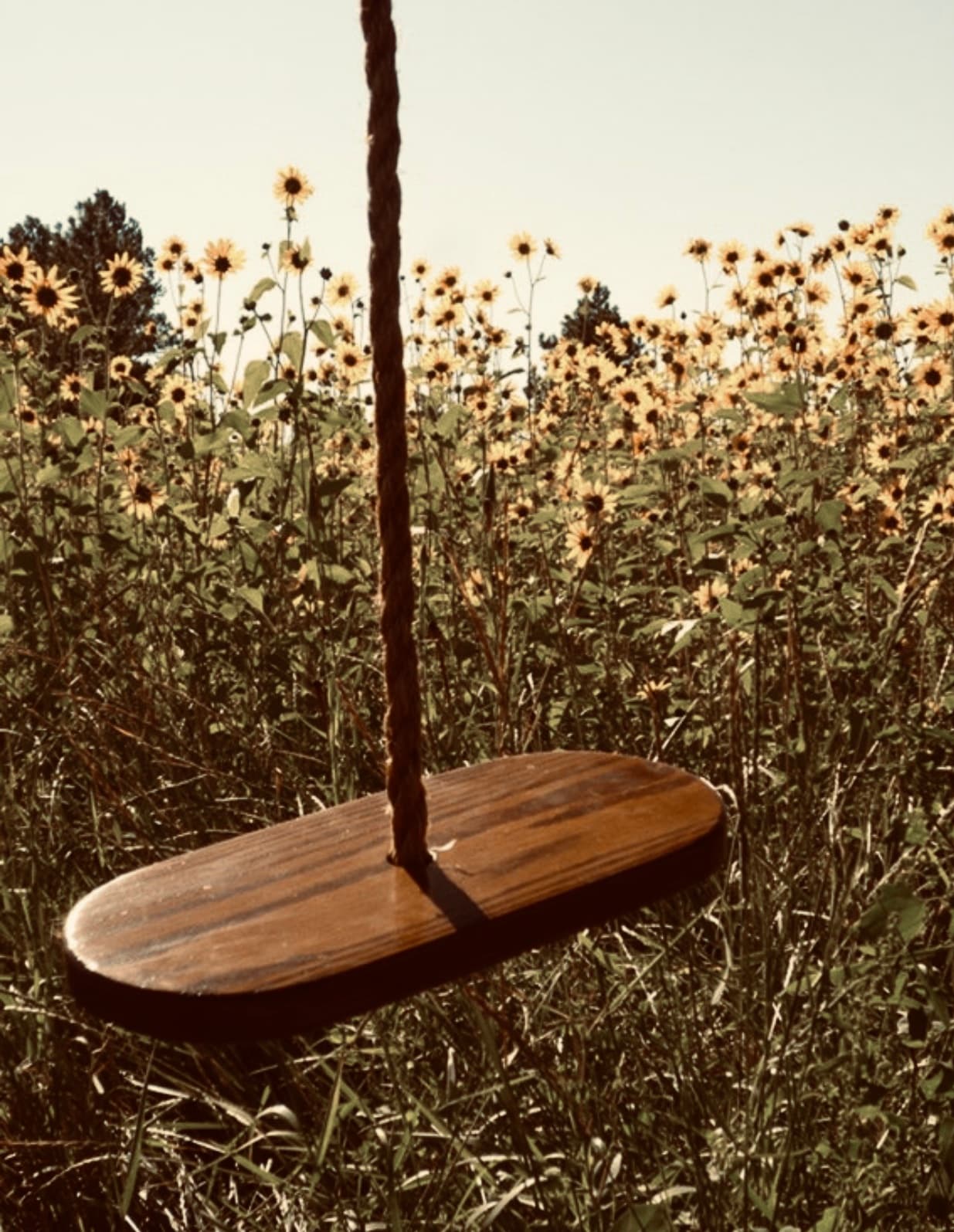 A wooden swing among sunflowers