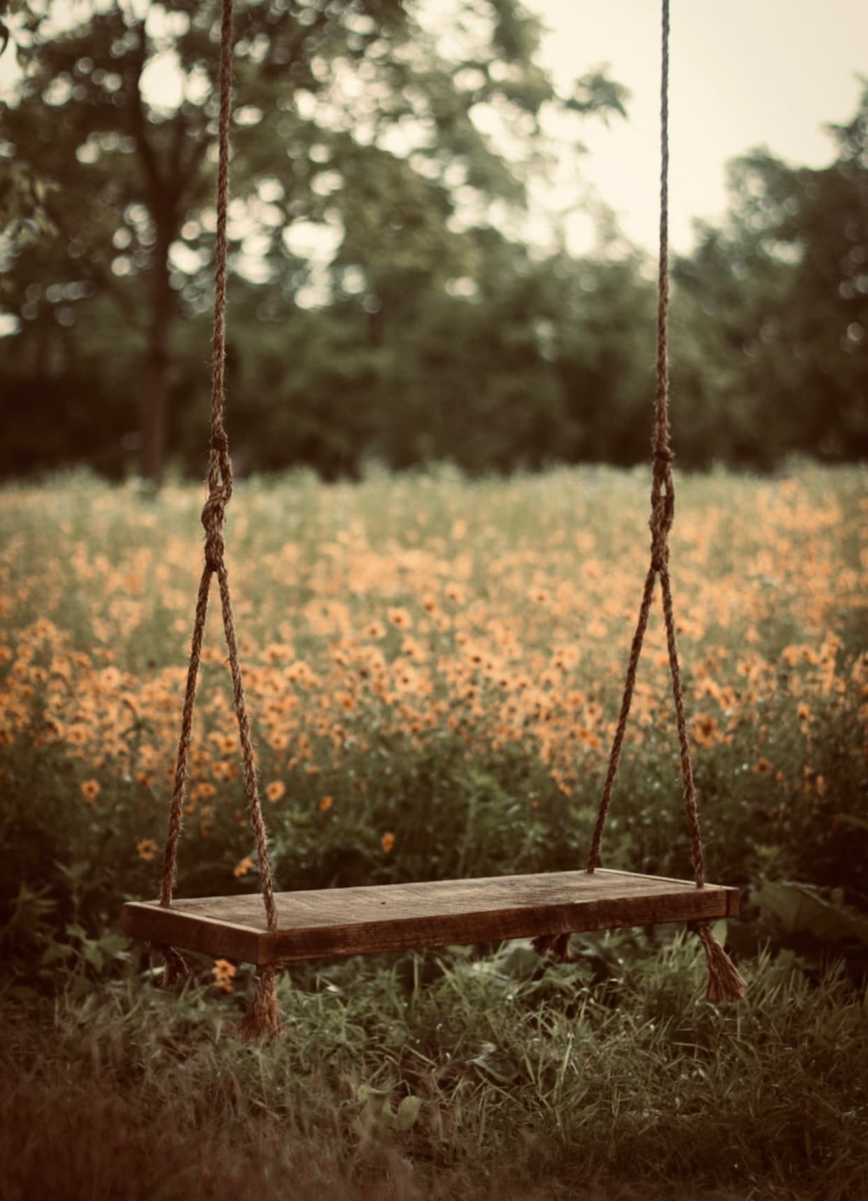 A wooden swing in a field of wildflowers